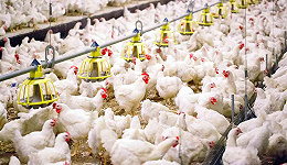 养鸡企业收入暴涨，行业拐点要来了？