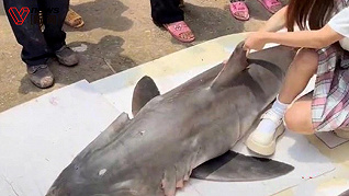 烹食“噬人鲨”通报来了！ 网红博主被罚12.5万元，销售和捕捞者已被逮捕