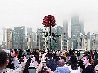 【圖集】巨型玫瑰亮相各地，花卉產業熱戀情人節