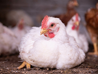 白羽鸡市场迎高景气度，禾丰股份去年7.29亿羽屠宰量登顶