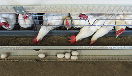禽流感疫情全球大爆发，中国鸡苗价格飙升鸡蛋价格稳定