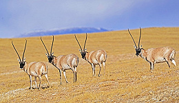 地方新闻精选 | 三江源国家公园核心区禁止旅游探险 内蒙古干旱面积超5成