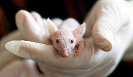 实验动物平台，被各地生物医药园区抢疯了