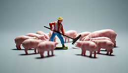 越卖越亏，上半年15家上市猪企全部预亏，周期何时能过去？