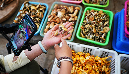【图集】云南“吃菌季”来了！年产值超250亿元，市场一天卖出上百吨