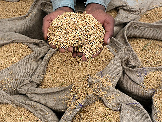 亚洲大米价格涨至3年新高，阿联酋俄罗斯跟随印度限制出口