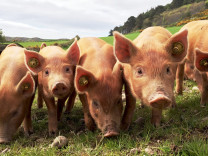 调研早知道 | 猪价创出年内新高，猪周期又回来了？
