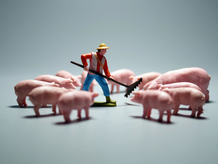 資金鏈斷裂導致業務收縮，*ST正邦因禍得福，凈利大幅減虧