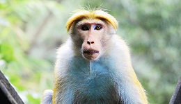 “实验猴”催生一个IPO，年入8亿