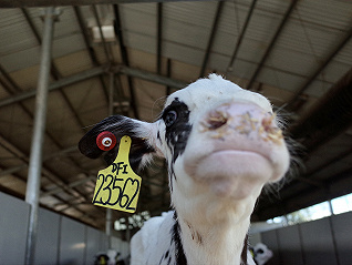 探訪雀巢奶牛養殖培訓中心：正在研究減少牛屁碳排放