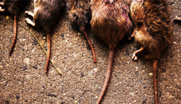 【图集】与鼠共存？纽约老鼠数量或已增长至300万只