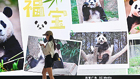 地方新闻精选 | 大熊猫“福宝”预计今晚抵达成都 铁岭责令停止公益性墓地超范围销售