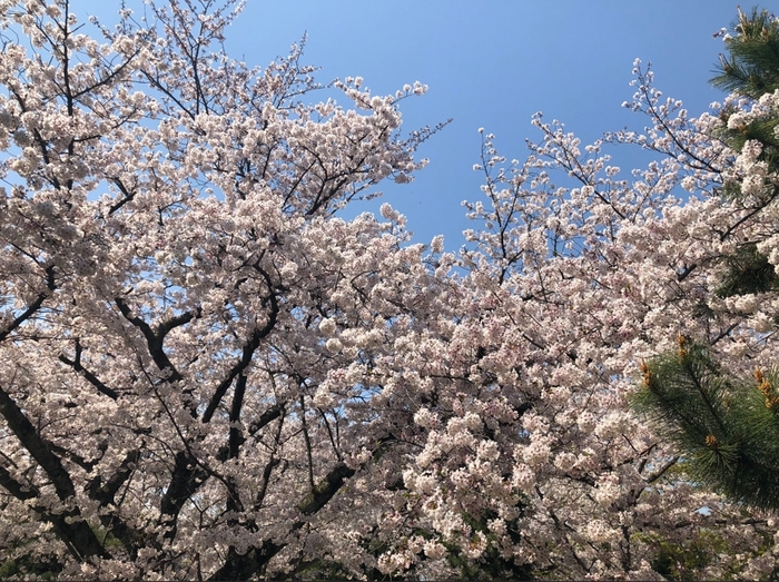 花开之处，便是故地 · 旅行