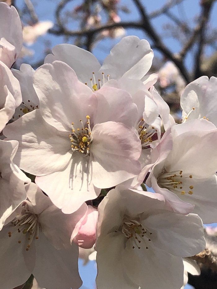 唯客:花开之处，便是故地 · 旅行-唯客交易所下载app