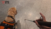 拒絕接待導(dǎo)盲犬入住，深圳一全季酒店道歉，多家華住會(huì)酒店被曝仍拒絕導(dǎo)盲犬