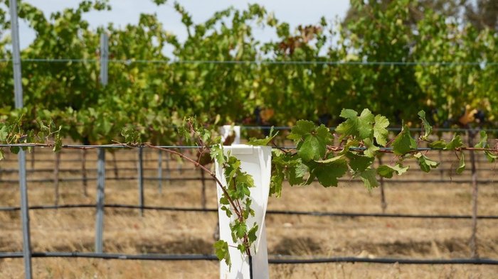 A vine growing on a wire fenceDescription automatically generated