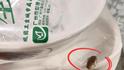 廣州食客曝光消毒餐具未拆封卻現(xiàn)活蟑螂，工作人員：無法解釋，會(huì)報(bào)告公司