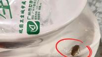廣州食客曝光消毒餐具未拆封卻現(xiàn)活蟑螂，工作人員：無(wú)法解釋，會(huì)報(bào)告公司