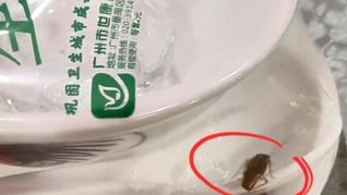 廣州食客曝光消毒餐具未拆封卻現(xiàn)活蟑螂，工作人員：無(wú)法解釋，會(huì)報(bào)告公司
