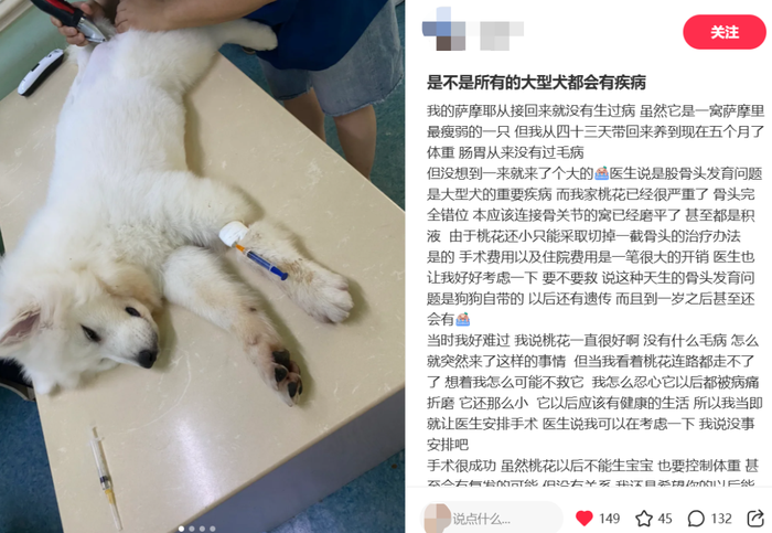 这届铲屎官，每年花上万元给宠物“养生保健”