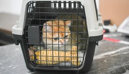 宠物乘坐公交地铁？杭州明确短期不具备条件，多城市部分线路尝试