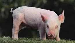 上市猪企9月销量同比上升16.8%，正邦科技、立华股份销量增速靠前