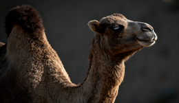 想追上可隆，骆驼还差点意思