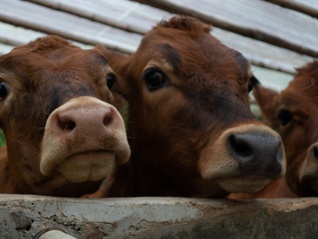 团伙收购200多头病死牛销售上百万，群众买到“臭牛肉”举报后26人获刑