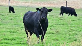 白宫将部分农产品移出“对等关税”清单,还要求处理相关退税