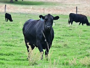 白宫将部分农产品移出“对等关税”清单，还要求处理相关退税