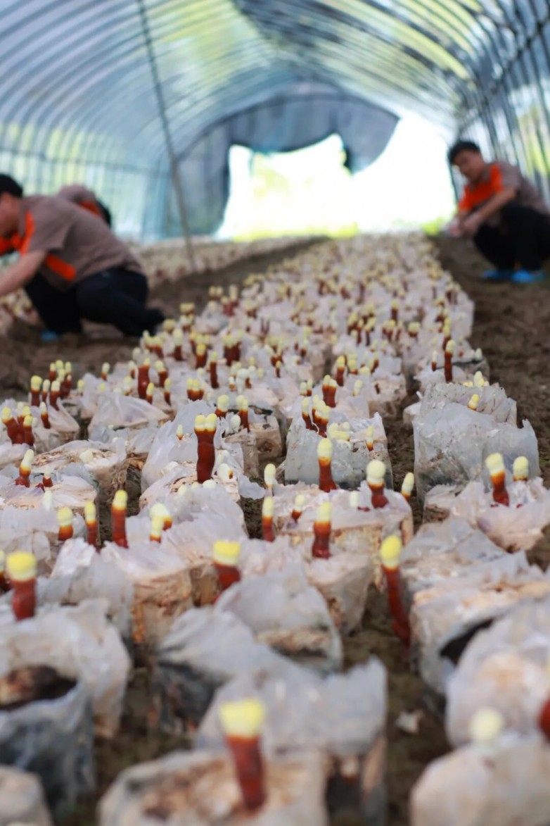 1763435931296843.jpg 10.jpg