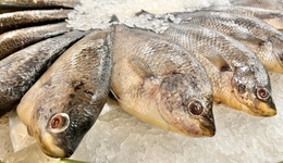 直通部委|外交部回应暂停进口日本水产品 黄河今起进入2025-2026年度凌汛期