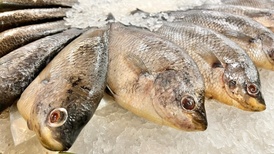 直通部委|外交部回应暂停进口日本水产品 黄河今起进入2025-2026年度凌汛期