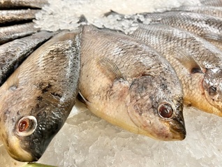 直通部委｜外交部回应暂停进口日本水产品 黄河今起进入2025-2026年度凌汛期