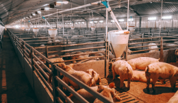 今年第三批猪肉收储启动，关注市场对于猪周期上行拐点的提前定价，现代农业ETF(562900)一键打包农牧产业龙头