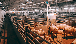 畜牧养殖产业链逆势冲高，畜牧养殖ETF(516670)上涨1.4%