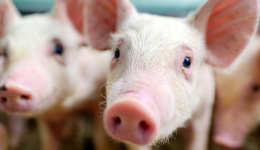 猪肉股午后异动，傲农生物涨停，低费率畜牧养殖ETF(516670)盘中涨1.26%，机构：周期底部特征明显
