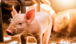 猪价景气度持续回升，生猪产能去化趋势不改