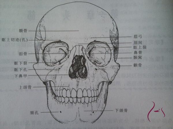 人脸骨架图图片