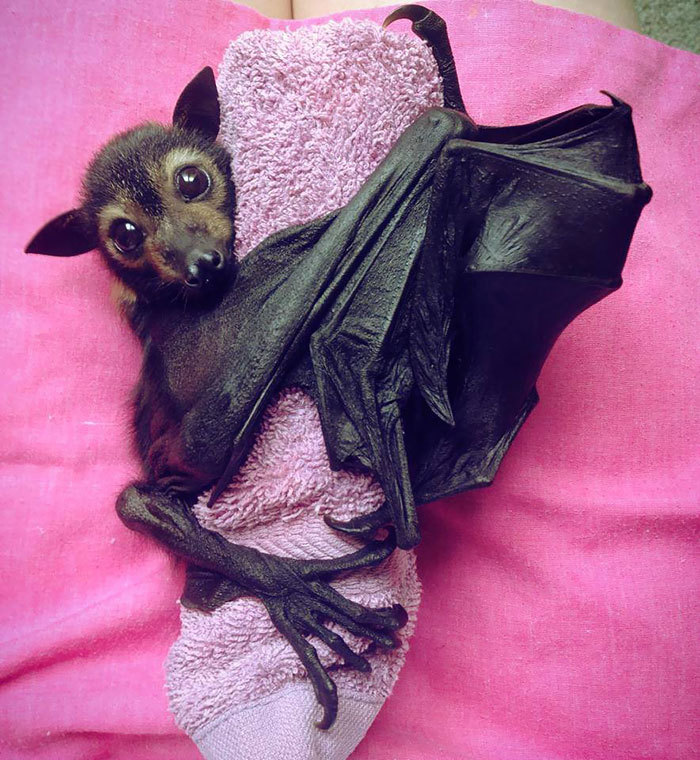 蝙蝠图片真实照片可爱图片