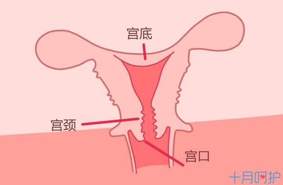 人口增长 指望 子宫(3)