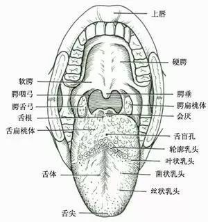 人口腔多少度_猫口腔有多少颗牙(2)