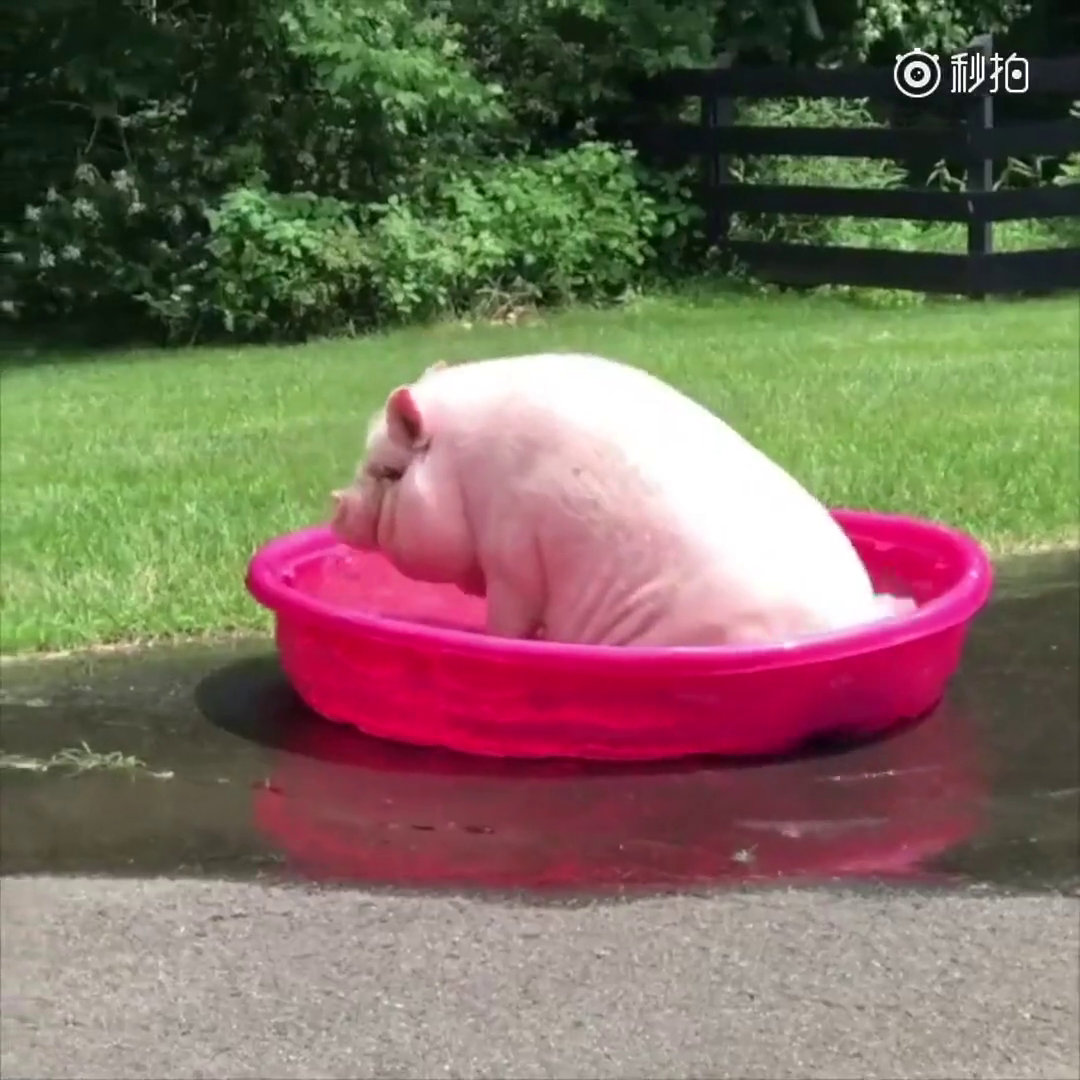 Greased Pig Gif