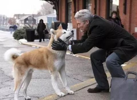 狗年说狗 瑞犬纳福我们把5000年前的狗子都给你找来了 界面 财经号