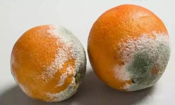 把食物发霉的地方去掉,剩下的部分还能吃吗?