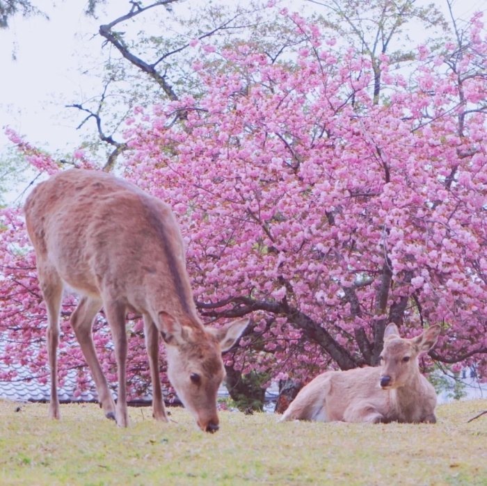 视频 日本赏樱全攻略 京都大阪奈良风情游 界面新闻 Jmedia