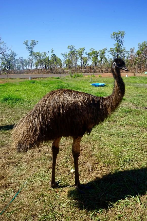 水牛肉、鳄鱼肉、肺鱼、袋鼠肉混搭吃,还有餐