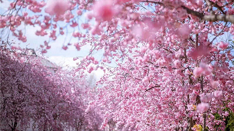 四川西昌迎来浪漫樱花季，随手一拍都很美