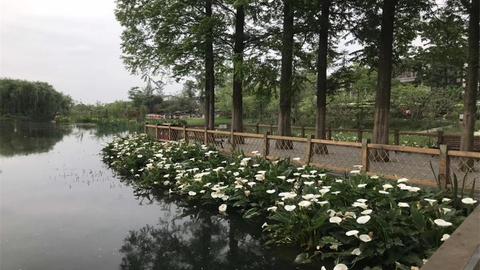 华阳杨梅小镇人均消费_杨梅小镇图片