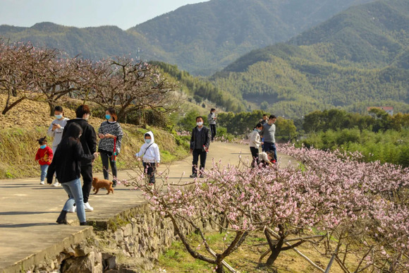 奉化林家村桃花本週起將大面積盛開,最新遊玩攻略來了